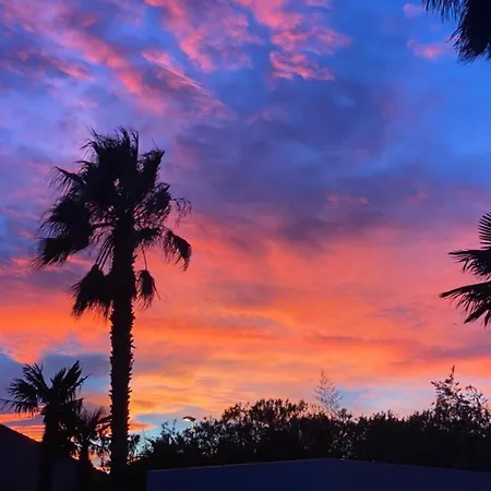 Summer Wind - Palm Agathois *